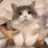 a_catdance