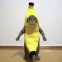 bananacat