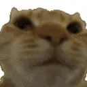 nocat