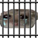 hamjail