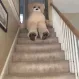 BearHello