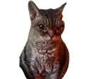 OKO