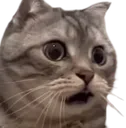 bikkuri