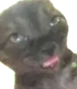 bo