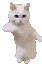 CatTime CatTime