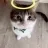 innocentcat