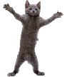 Cat_GrooveCat