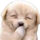 hehedog hehedog
