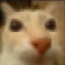 gatolhando