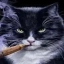 gato
