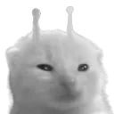 wlorp