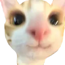 hallo hallo