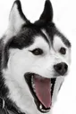 huskylaugh Discord Emoji