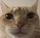 catstare