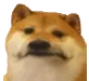 doggosad