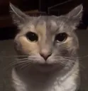wtf