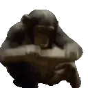 Mods_Monkey_Bash