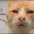 cat_sussy