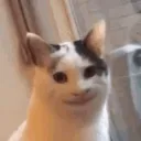 cat_awkward