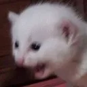 naurcat Discord Emoji