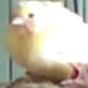 da_bird da_bird