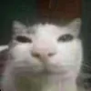 mewhen_cat mewhen_cat