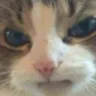 veryangrycat
