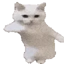 cattime