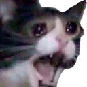 catcry