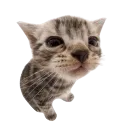 meow