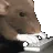 ratting