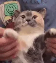 CatDance