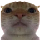 cat Discord Emoji