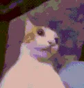 cat_geekin