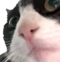 Whadduheck