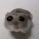 criceto criceto
