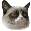grumpycat