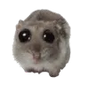 sadhamster