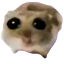 sadhamster