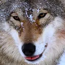 Wolfblep