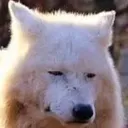 Wolfdone