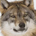 Wolfwhat