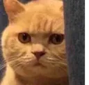 AUI_catexpressionless Discord Emoji
