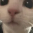 GW_miau