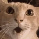 cat_shock