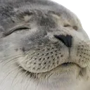 sealHappy Discord Emoji