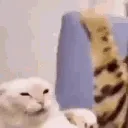 cat_smack