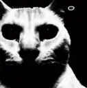 cat_despair