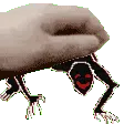 pet