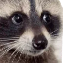 racoonowo Discord Emoji